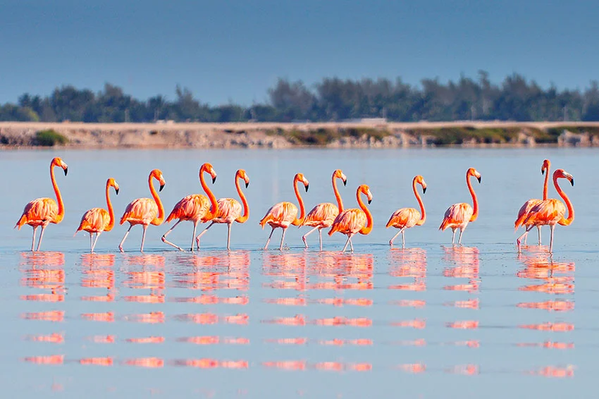 Flamingos Classic Tour