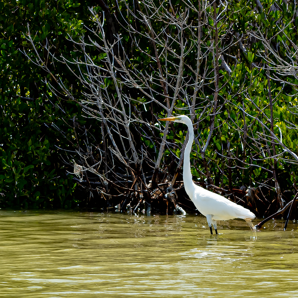 Garza en los humedales de Río Lagartos